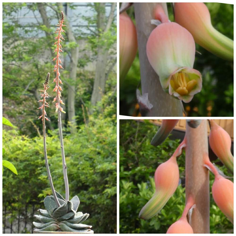 小さな庭の画像 by いつもの草さん | 小さな庭とガステリア 恐竜と令和最初の植物と多肉植物と多肉男子と森のがっこうヒストリーと春見っけた❗️と癒しとチッチャイ星人同盟とGS映えとGS日和とおうち園芸と植中毒と多肉女子と令和の冬見っけた❗️と森のがっこうとタニラーと草、多肉植物と森の負けないぞ❗️と珍奇植物