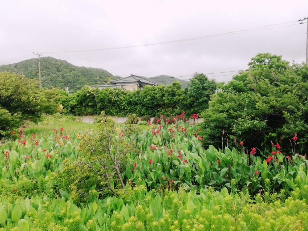 お出かけ先の画像 by 海の月さん | お出かけ先とカンナと千葉県と車窓にてと南房総とカンナ科と内房線