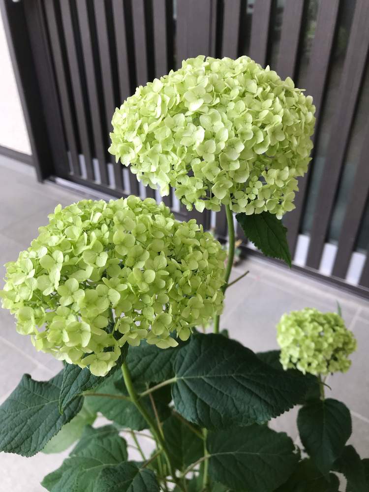 玄関の画像 by ゼリーといちこさん | 玄関とアナベルと癒しと植中毒と完全に植中毒と日陰と花のある暮らしと白い花