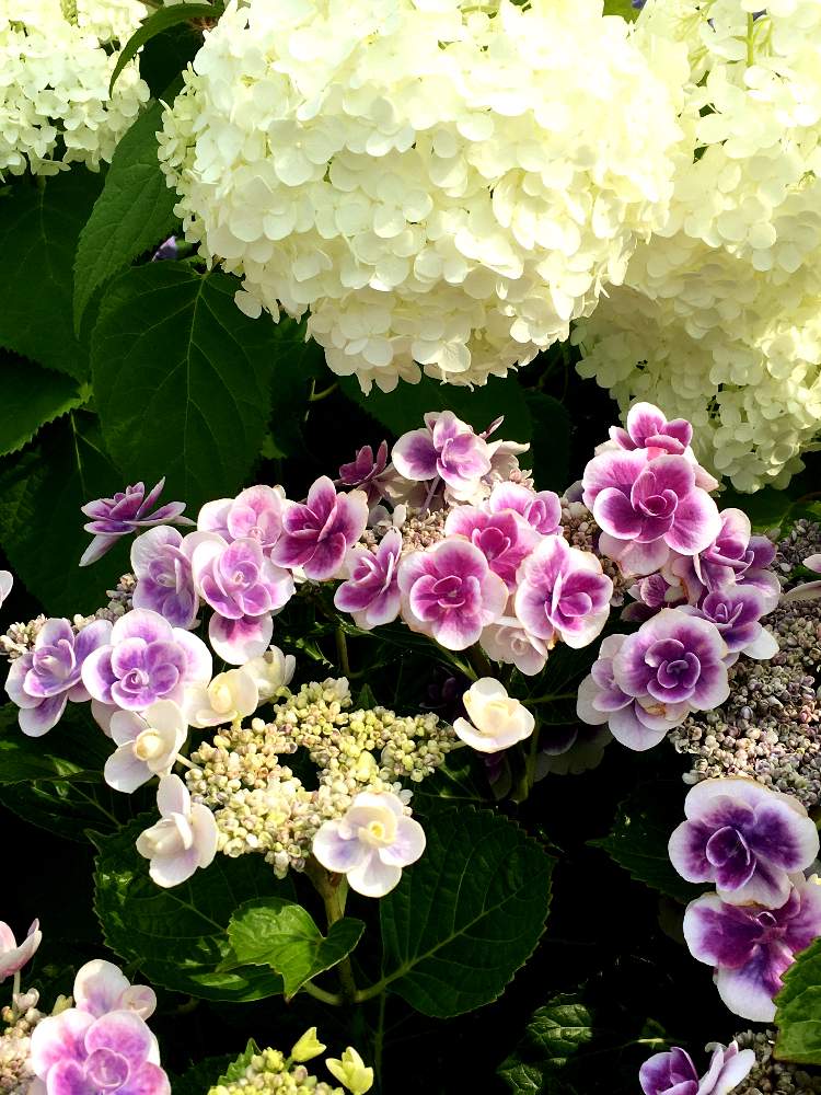 エントランスの画像 by ラ♡ミントさん | エントランスとGS Lifeと紫陽花の季節と真っ白なアナベルと紫陽花♡とおうち園芸とはなのある暮らしと素敵な1日をと明るい花色と今日の紫陽花