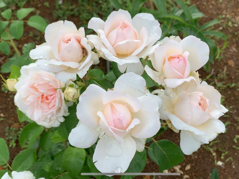 小さな庭の画像 by ばらきちさん | 小さな庭と薔薇の薬剤散布とバラ特集とバラのある暮らしとおうち園芸とバラの消毒☆とバラ好きとバラを楽しむ