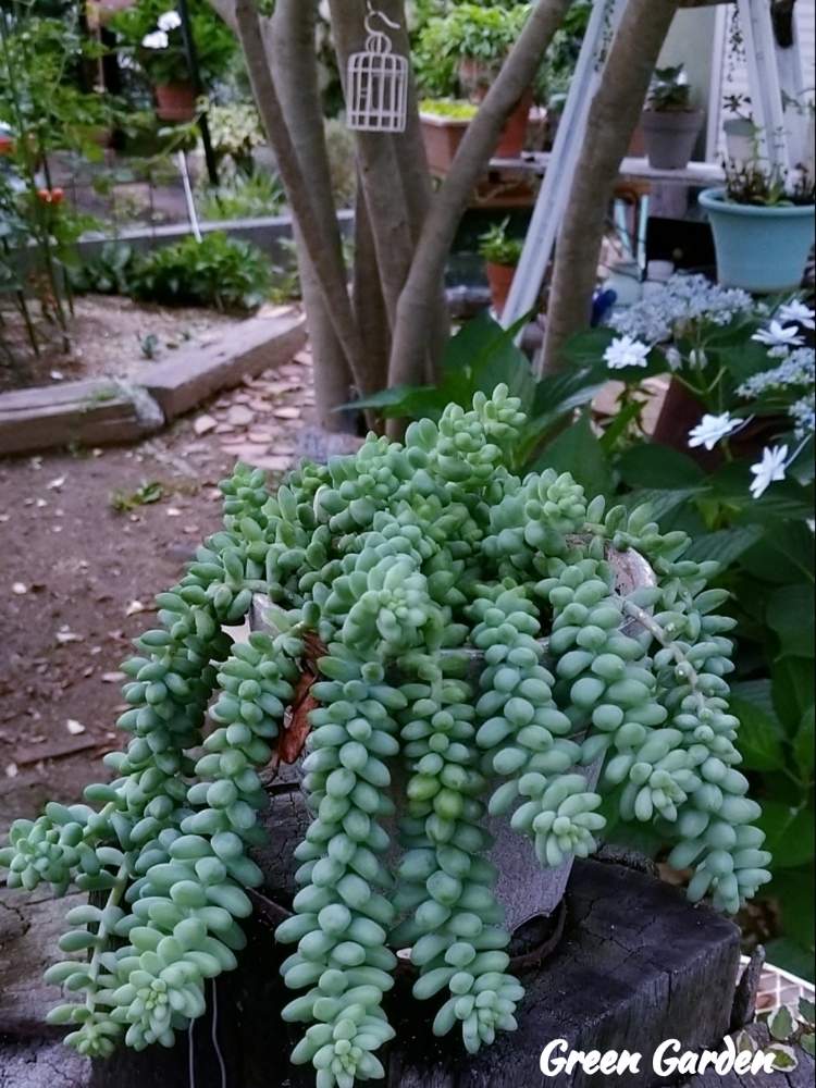 小さな庭の画像 by GreenGardenさん | 小さな庭と多肉植物と多肉植物 ビアホップと多肉植物と暮らすと今日の一枚と多肉好き