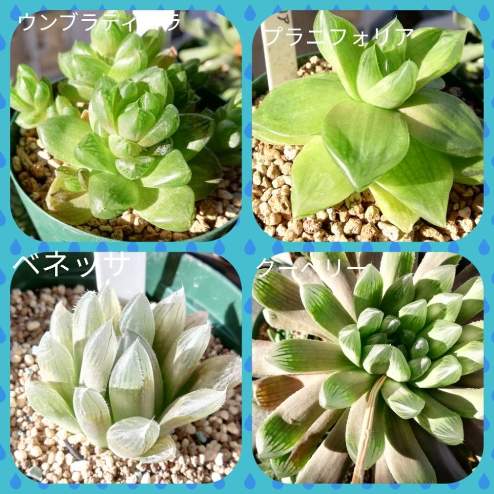 バルコニー/ベランダの画像 by マカロニさん | バルコニー/ベランダと多肉植物と大切に育てたい!とマカロニのハオルチアとマカロニのクーペリーと花のある暮らしともう蒸らさないと多肉初心者と花も多肉も好き