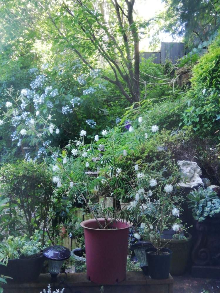 小さな庭の画像 by charlieさん | 小さな庭とネムノキと紫陽花と桜 さくらと白花ネム