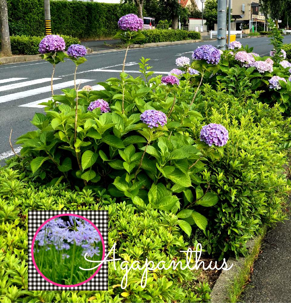 お出かけ先の画像 by イングリッシュガーデンさん | お出かけ先と紫陽花とアガパンサス(Pinterest参照)とかわいい♡とGS映えと綺麗なお花とEGコラージュと可愛いと花のある暮らしとGSアダルトチームとかわいいな♡と色合いがキレイとチーム愛知とEGお出かけ先