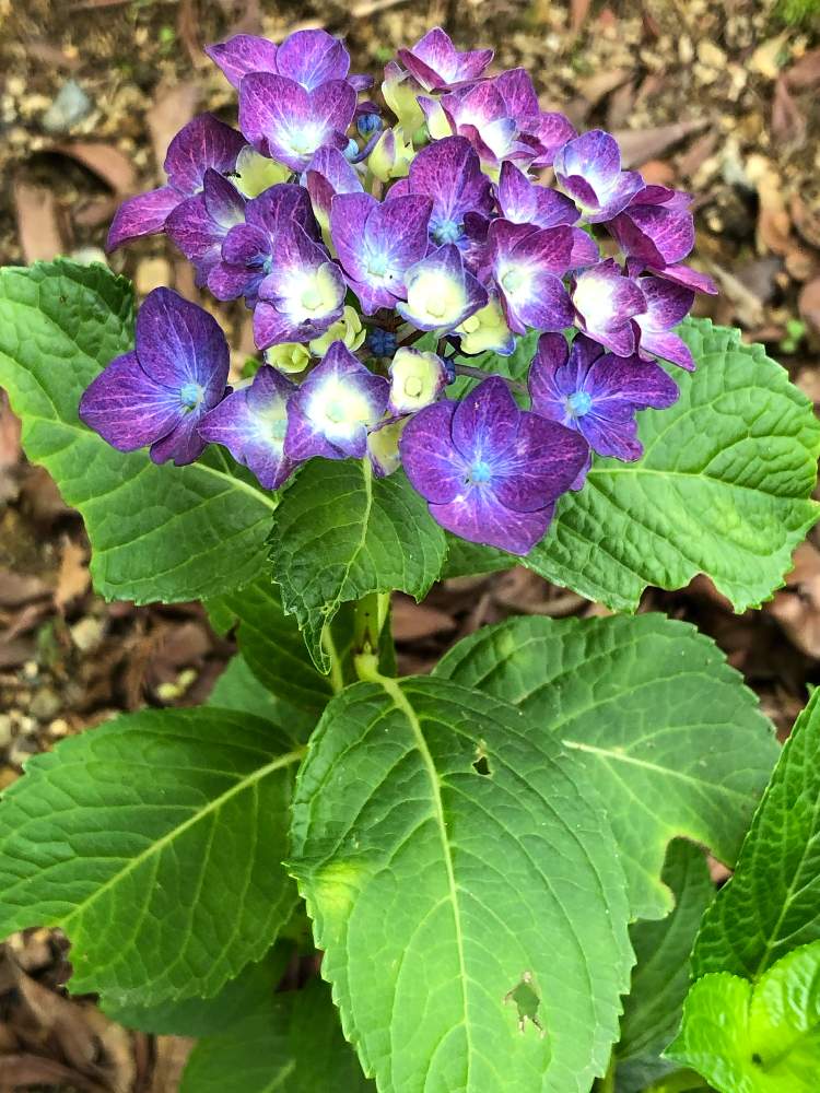 お出かけ先の画像 by 心に花をさん | お出かけ先と紫陽花ディープパープル