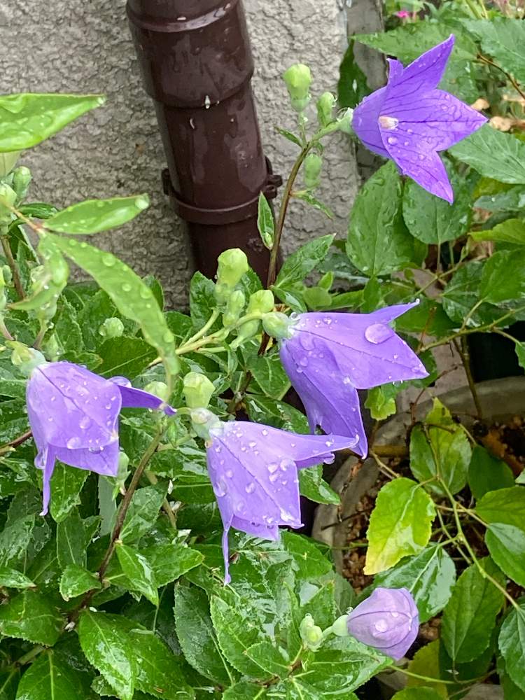 の画像 by 里はんさん | 今朝の一枚!と雨☔の中で…♥とおうち園芸とお花が好き♡と全ての人に愛をとコロナに負けないでとスマホで撮影と紫のお花