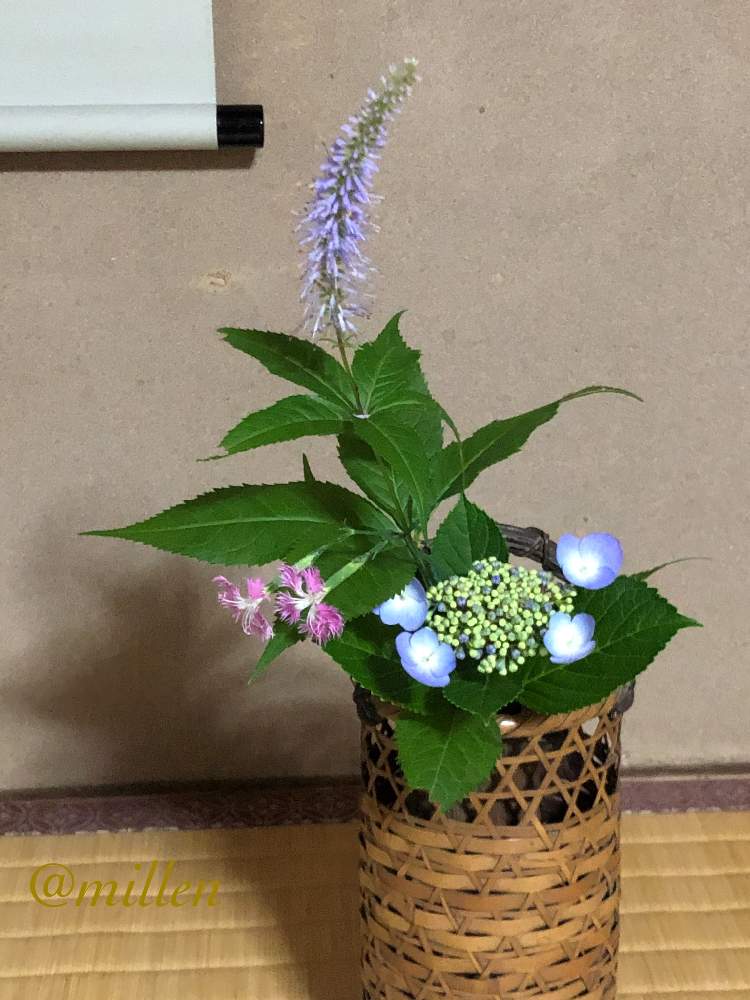 和室の画像 by みらんさん | 和室と和花loveと初夏の風とおうち園芸と四季を楽しむと花のある暮らしといけたおはな