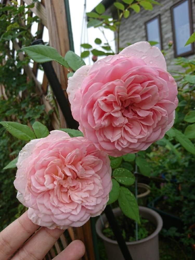 小さな庭の画像 by Keiさん | 小さな庭とソニアリキエルとみどりのある暮らしとバラの庭と薔薇愛同盟とKei's Rose Garden 2020と花木とマイガーデンとGS映えときれいとおうち園芸とおきにいりとガーデニングと花のある暮らしとかわいいとおおきくなあれと咲いた!