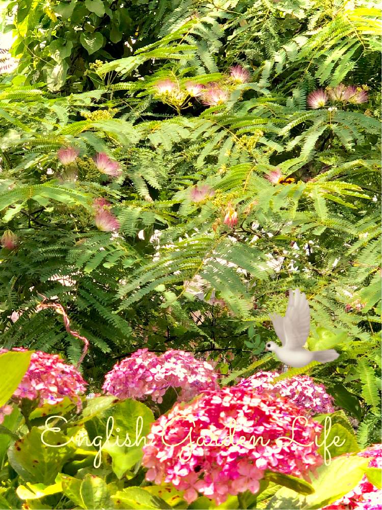 お出かけ先の画像 by イングリッシュガーデンさん | お出かけ先とネムノキと豊橋賀茂しょうぶ園とかわいい♡とGS映えと綺麗なお花と可愛いと花のある暮らしとGSアダルトチームとかわいいな♡と色合いがキレイとチーム愛知とナンセンスギャグセンス隊とEG花の想い出とEGお出かけ先