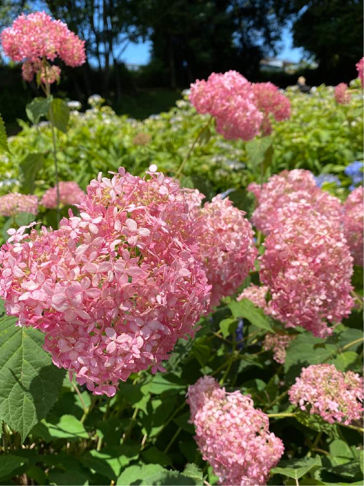 お出かけ先の画像 by コアラさん | お出かけ先と紫陽花と群馬の古墳と花と緑のある暮らしとピンクの花とあじさい公園と花のある暮らしとつぶつぶつぶつぶ