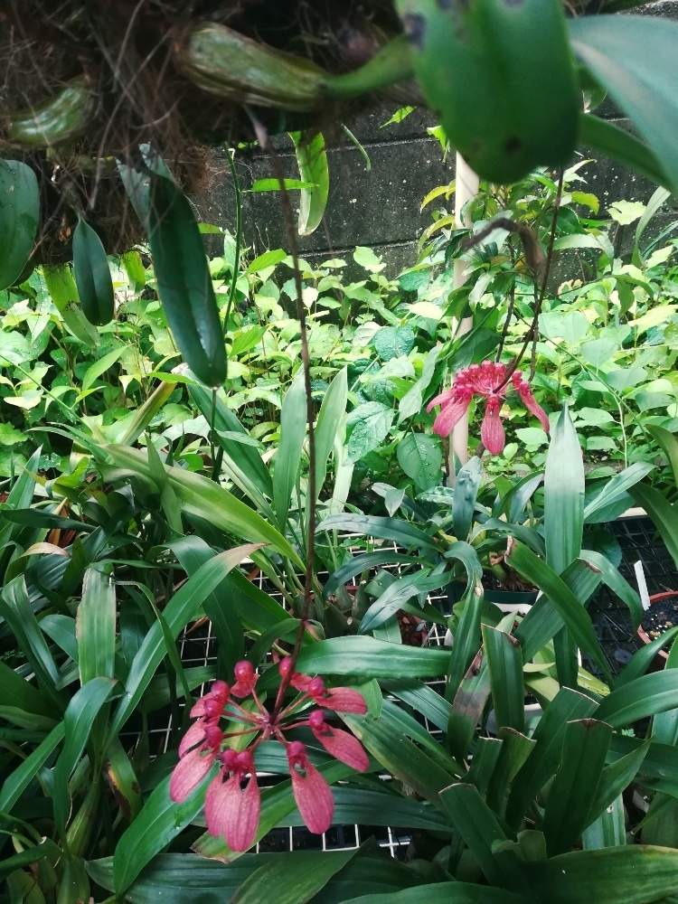 小さな庭の画像 by 阿南田零さん | 小さな庭とバルボフィラム ロンギフロラムとBulbophyllum longiflorumとCirrhopetalum longiflorum ‘Tokyo’ BM/JOGAと着生ランとピンクの花とラン科とバルボフィラムとorchidとマメヅタラン属と初夏の花たちとおうち園芸と洋蘭広め隊とオーキッドと着生蘭と洋ランと赤い花とらんとガーデニングと花のある暮らしと洋蘭原種とBulbophyllum属とバルボフィラム属