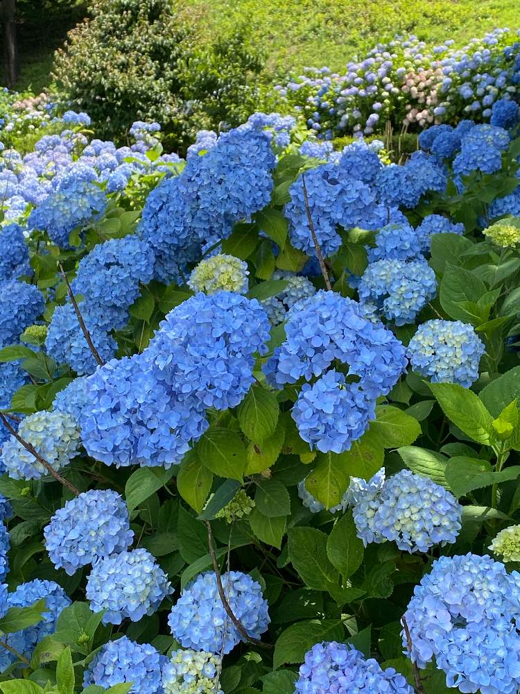 お出かけ先の画像 by コアラさん | お出かけ先と紫陽花と花の海とあじさい公園とブルーの花と梅雨の晴れ間と爽やかな色