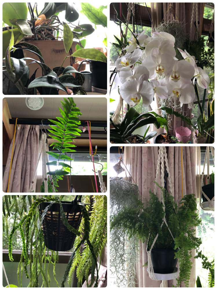 部屋の画像 by アマリリスさん | 部屋とHTCとキュンキュン乙女倶楽部と医療・介護の皆様に感謝と植物のある暮らしとk.kさんの贈り物と緑がきれいと来年もと胡蝶蘭の花とHTC.247といつもありがとうとひやみかち首里城!とバラと夢CLUBとキュンキュン乙女倶楽部NO、230と広島市とたにおたくらぶとたにおたくらぶNO134とシダ植物大好きとシダ愛好会