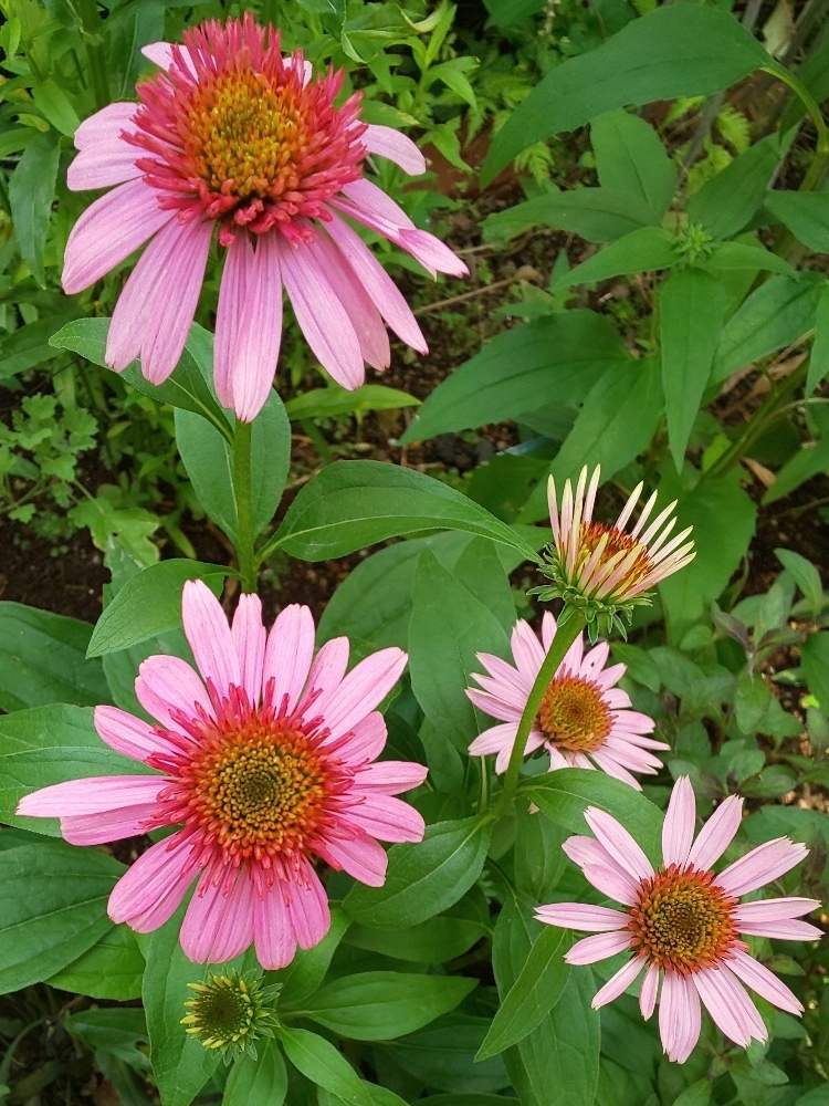 小さな庭の画像 by まろんさん | 小さな庭とエキナセア ダブルスクープバブルガムとピンクの花とエキナセアダブルスクープバブルガムと宿根草♪と夏に強い花とガーデニングと花のある暮らしとエキナセア❁と庭の宿根草