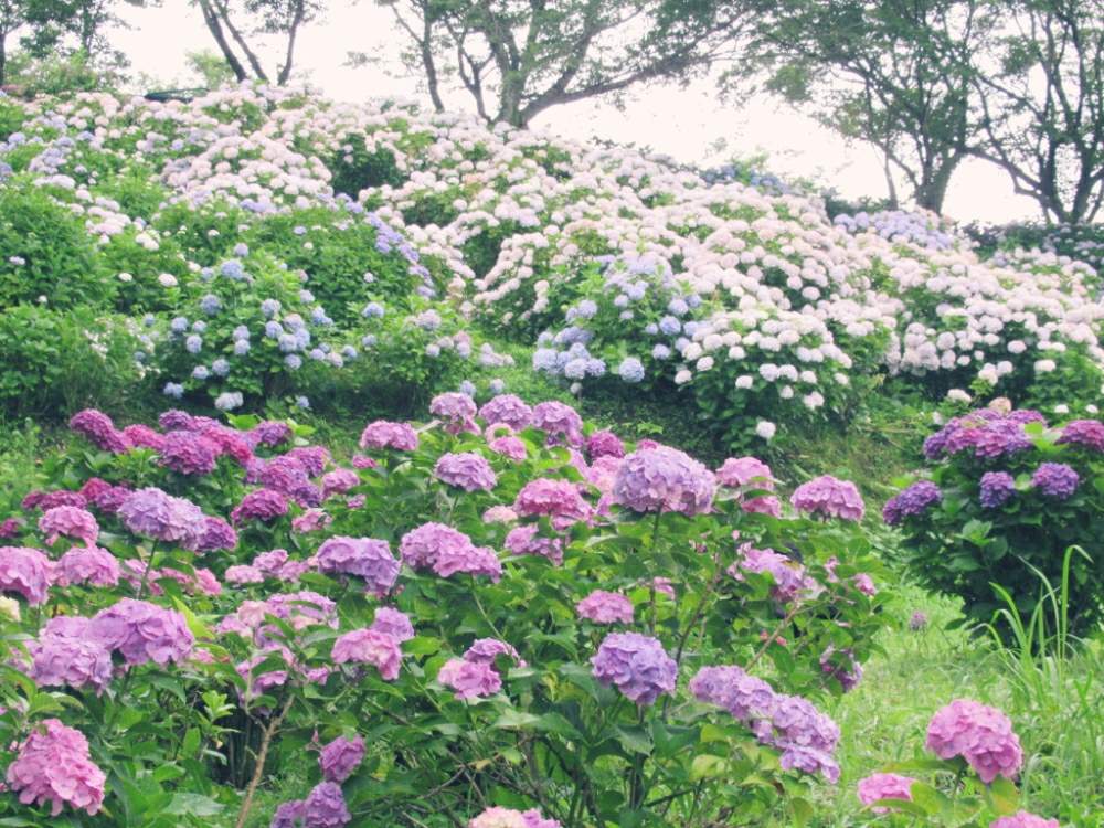 お出かけ先の画像 by ぽてめさん | お出かけ先と紫陽花 アジサイ あじさいとあじさい公園とデジカメ撮影