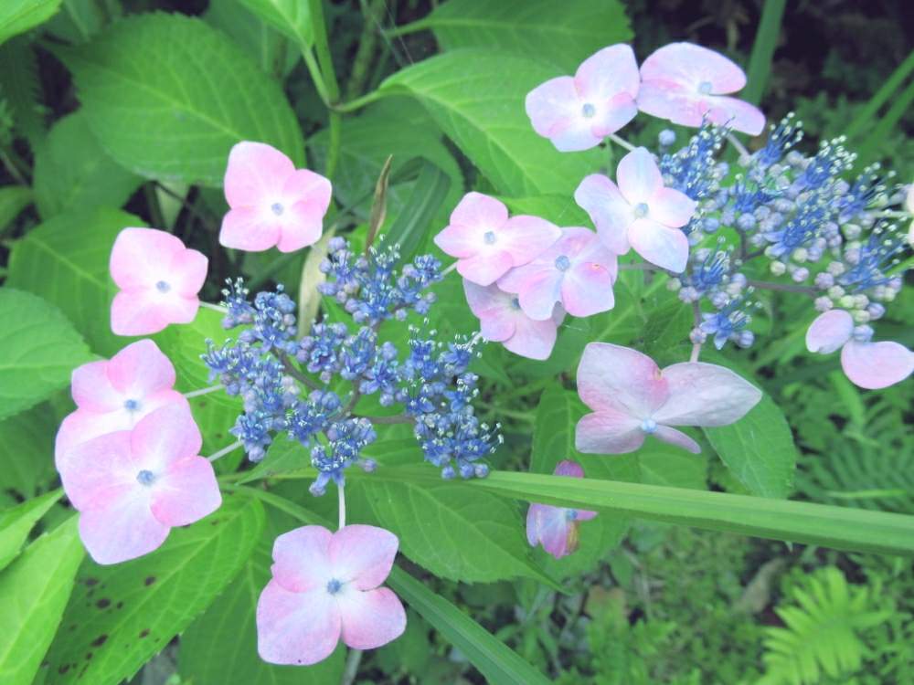 お出かけ先の画像 by ぽてめさん | お出かけ先と紫陽花 アジサイ あじさいとあじさい公園とデジカメ撮影