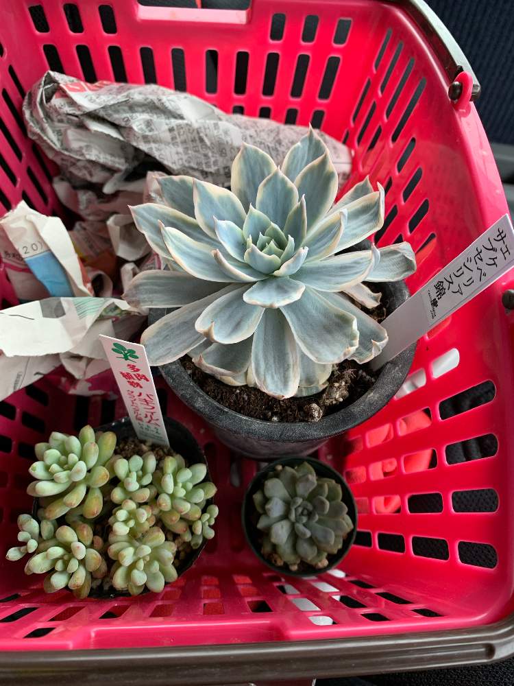 の画像 by のだみさん | 多肉植物と庭の放置多肉と庭の花壇と花壇多肉計画と生命力強いとアトリエnanaと多肉女子と生命力に期待と花のある暮らし