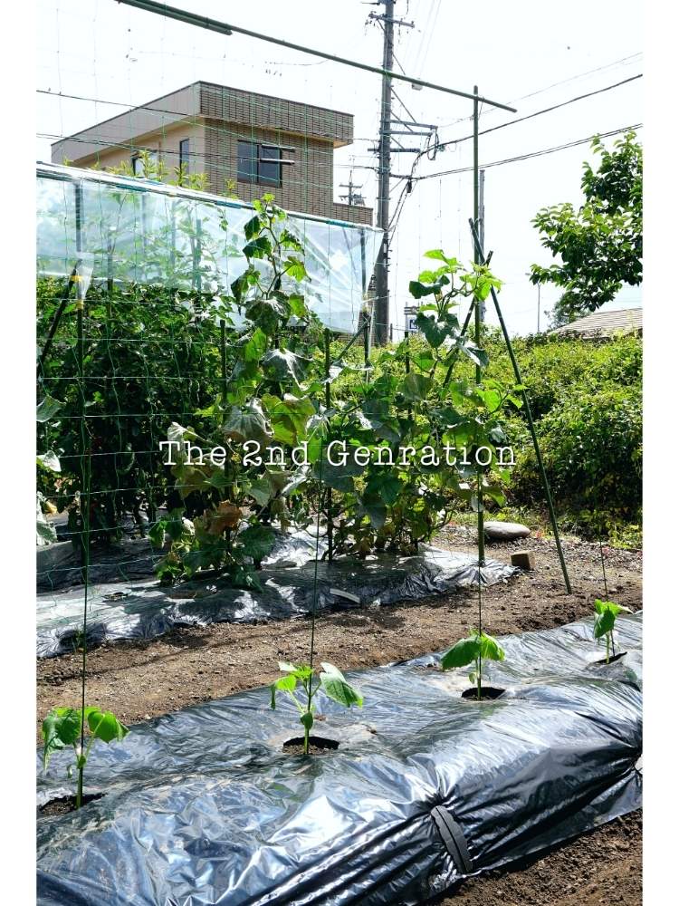 畑の画像 by toshi722さん | 畑とキュウリと梅雨時と家庭菜園とチーム岐阜と岐阜県と夏物野菜栽培日記とうどん粉病と2代目と家庭菜園奮闘日記と美濃市
