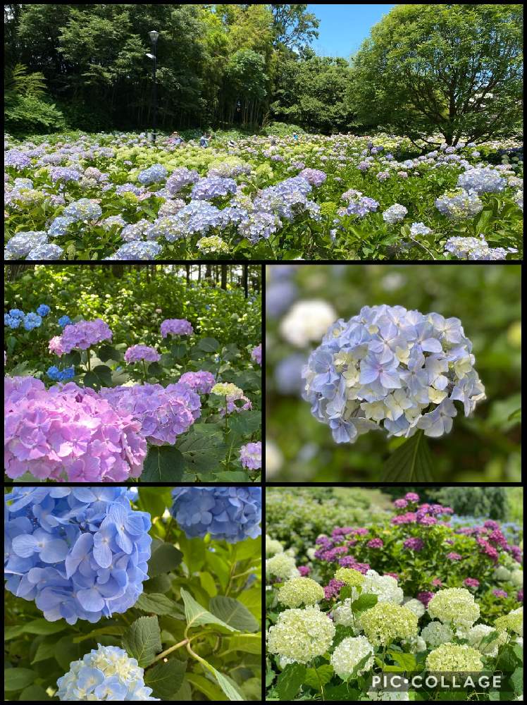 お出かけ先の画像 by コアラさん | お出かけ先と紫陽花と花の海とあじさい公園と温泉と色が変わると爽やかな色