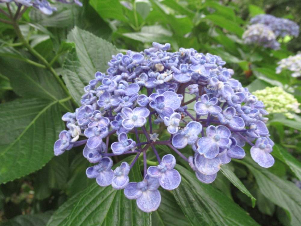 お出かけ先の画像 by ぽてめさん | お出かけ先と紫陽花 アジサイ あじさいとあじさい公園とデジカメ撮影