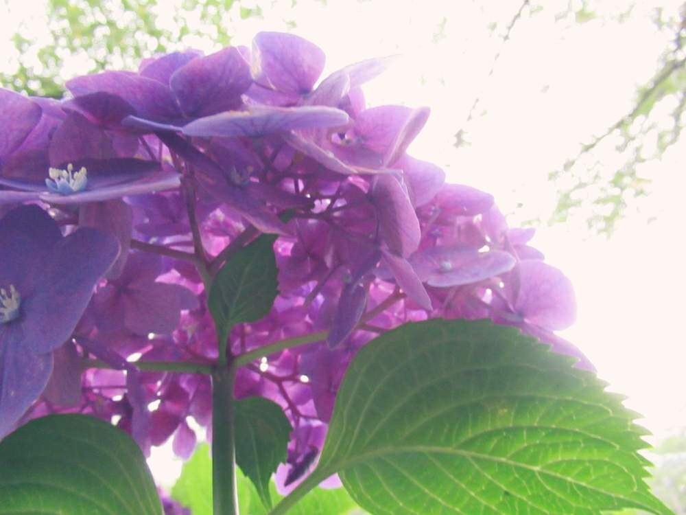 お出かけ先の画像 by ぽてめさん | お出かけ先と紫陽花 アジサイ あじさいとあじさい公園とデジカメ撮影