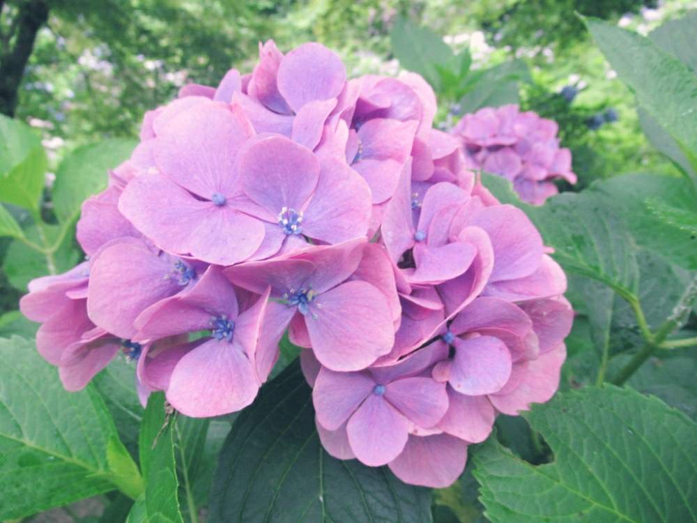 お出かけ先の画像 by ぽてめさん | お出かけ先と紫陽花 アジサイ あじさいとあじさい公園とデジカメ撮影