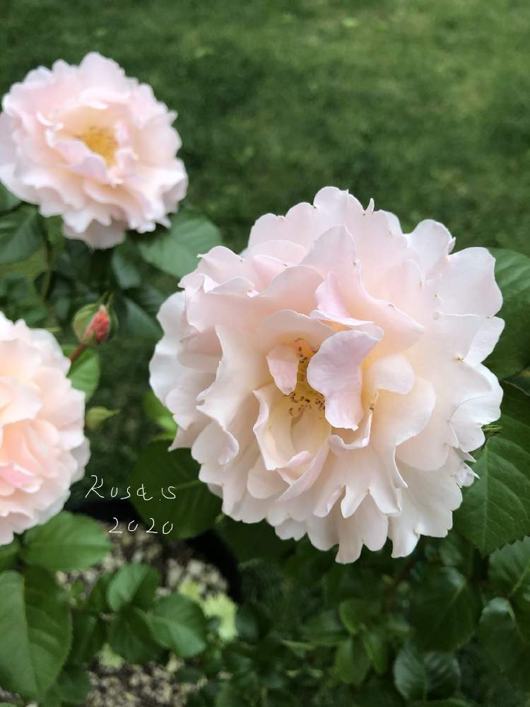 小さな庭の画像 by rosa sさん | 小さな庭とバラとツイッギーズローズとピンクの花と水曜ローズショーとおうち園芸と北海道でも越冬しますと花のある暮らしと北海道