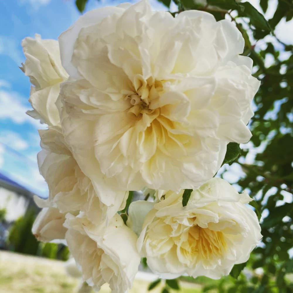 の画像 by はなこさん | バラ アルベリックバルビエとばら バラ 薔薇とno green no lifeとおうち園芸と花のある暮らしとばら 薔薇 バラとバラ・ミニバラとGREEN UP!