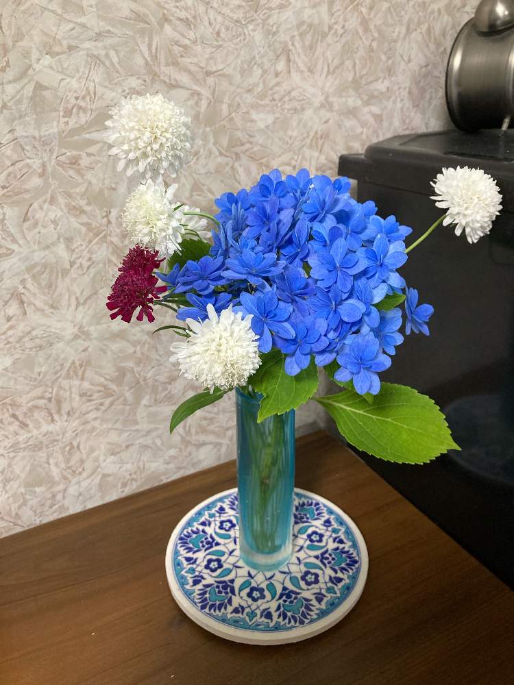 部屋の画像 by ササっとさんさん | 部屋とクナウティアとスカビオサ スノーメイデンとアジサイ 佳澄と穴があくかもしれぬとさらば!アジサイ!とじっくり見つめると幸せやぁ〜とお部屋ライトアップした?とおうち園芸とPWフォトコン2020とまばゆい水色!とキュン死祭りとアジサイ大好き!