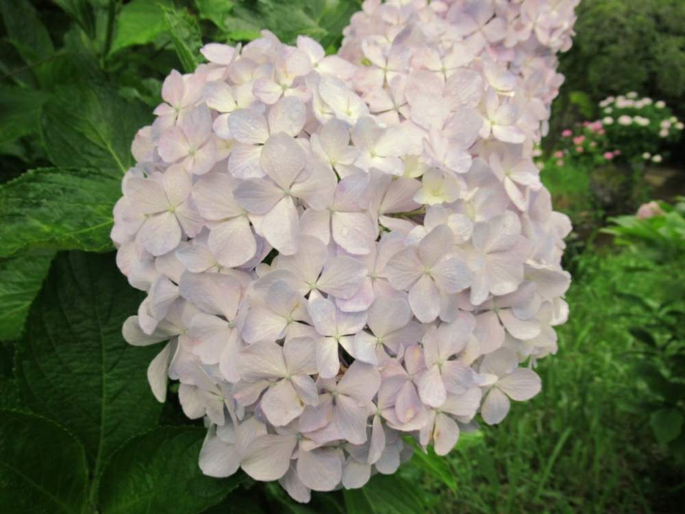 お出かけ先の画像 by ぽてめさん | お出かけ先と紫陽花 アジサイ あじさいとあじさい公園とデジカメ撮影