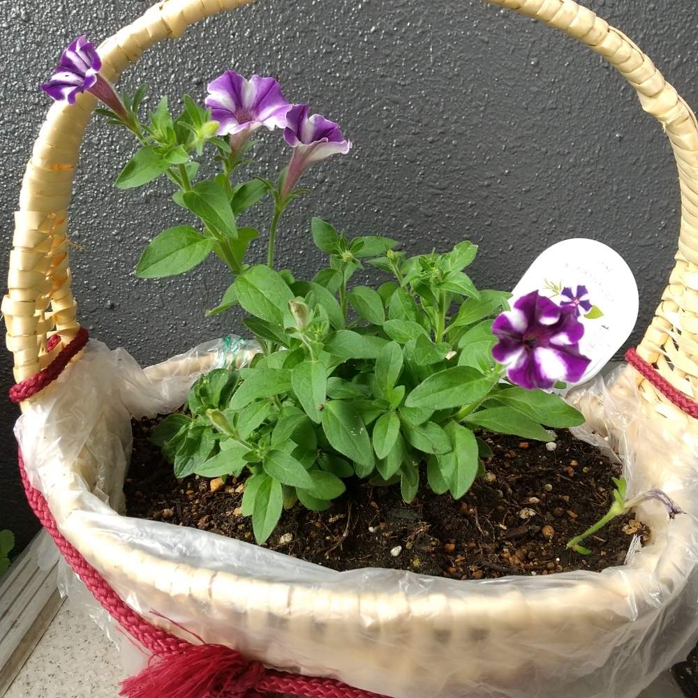 の画像 by 月華美神さん | 植物のあるくらしと定点観測と癒される♡と定点観測モニターと花と緑のある暮らしとあふれ咲きペチュニア♡と好きな香り♡とおうち時間とおうちde菜園と∞Purple and Queen倶楽部∞とおうち園芸と∞Purple and queen 倶楽部∞とカインズ定点観測モニターとMorning☀️と心のやすらぎと∞INFINITY∞と花のある暮らしとカインズあふれ咲きペチュニア ブルーベリージャム♡と癒し✨とおうちで楽しく