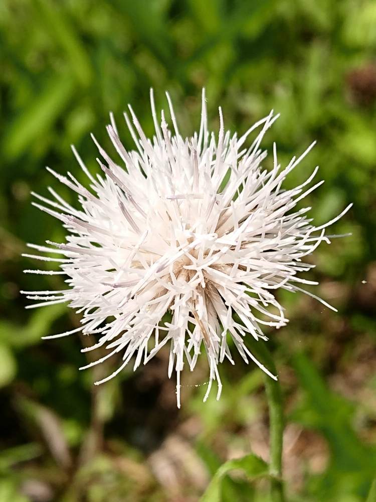 の画像 by 醜男さん | ノアザミとシロバナノアザミと野薊と白花野薊と雑草と山野草と野草とスマホ撮影
