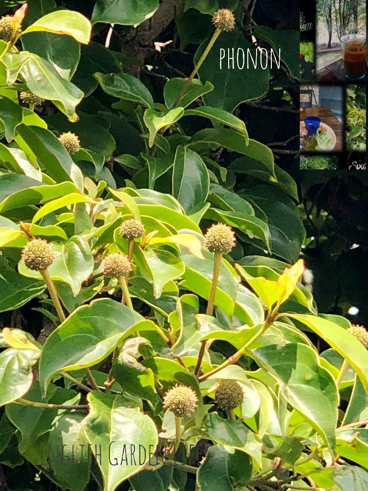 お出かけ先の画像 by イングリッシュガーデンさん | お出かけ先とヤマボウシとGS映えと今日のお花とEGコラージュとGSアダルトチームとかわいいな♡と色合いがキレイとチーム愛知とナンセンスギャグセンス隊とEGお出かけ先