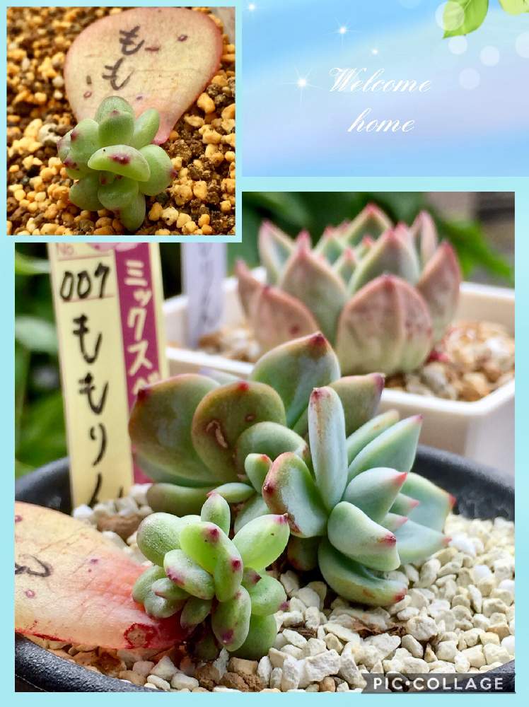 小さな庭の画像 by くーたさん | 小さな庭とももりんとおらいさん苗と多肉植物初心者と多肉植物とミックスベリアとみどりのある暮らしと植物のある暮らしと多肉大好きと多肉のある暮らしとおうち園芸と今日の一枚と多肉女子とガーデニングと葉挿しとkuu.ももりん