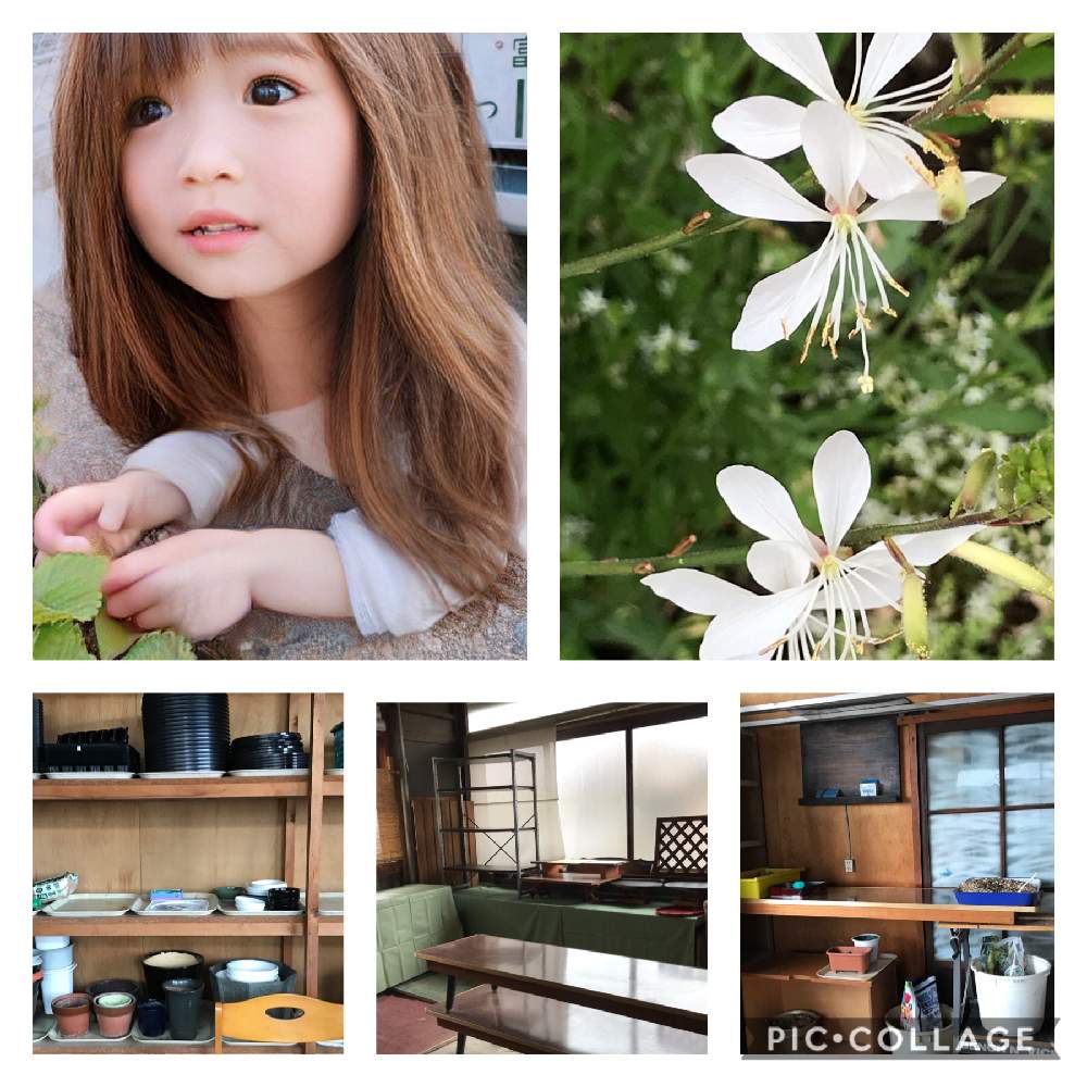 小さな庭の画像 by くみ☆さん | 小さな庭とガウラとキュンキュン乙女倶楽部と可愛い♪とGSミニモニ。No.66と富山支部とマダム倶楽部とおうち園芸とGSミニモニ。ときゃー٩(๑❛ᴗ❛๑)۶とキュンキュン乙女倶楽部No.5