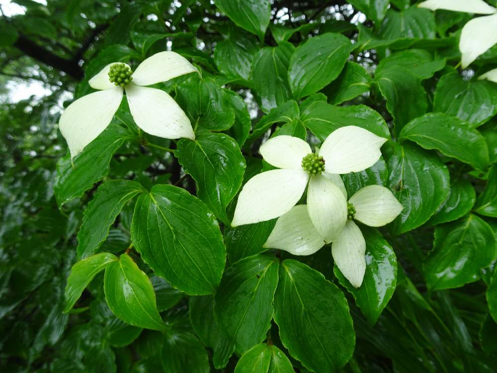 お出かけ先の画像 by trekkさん | お出かけ先とヤマボウシと山法師の花と箱根山付近とミズキ科と落葉高木と6月の花と山野草と夏のお花と今日のお花