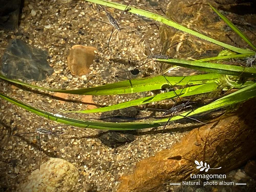の画像 by tamagomen. nara.1964さん | iPhone11ProMaxと水面と佐保川散策と気温29℃と昆虫観察日記と奈良県奈良市とアメンボと水黽・水馬と曇り時々晴れと自然観察とナミアメンボ