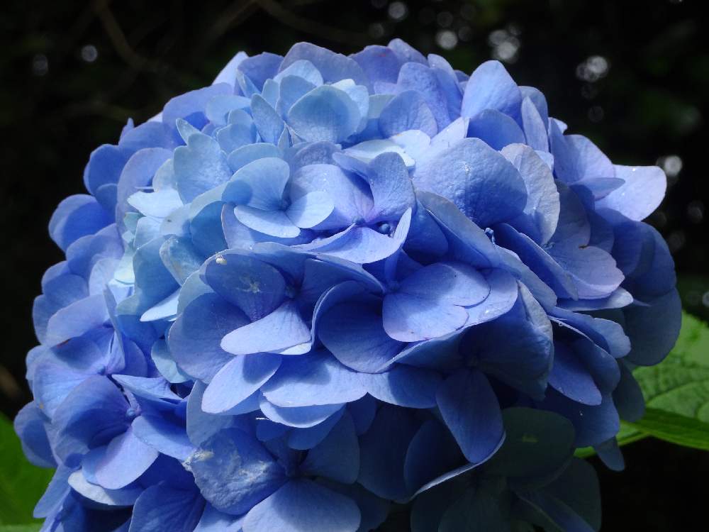 お出かけ先の画像 by trekkさん | お出かけ先とアジサイと紫陽花と6月の花と山野草と夏のお花とアジサイ科と落葉低木