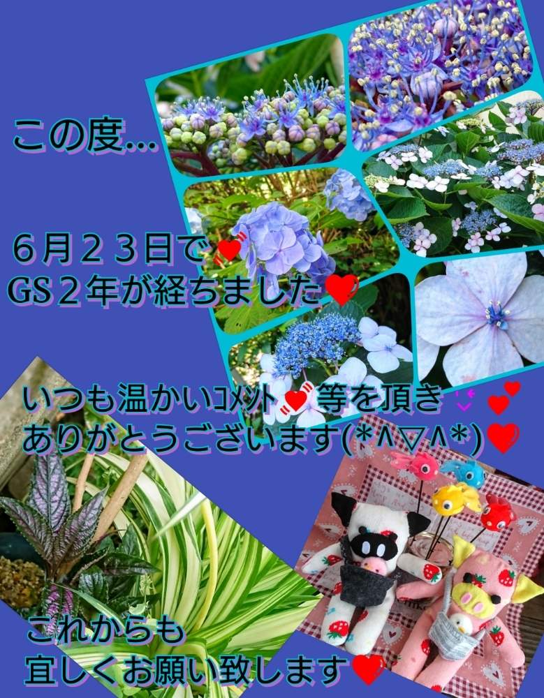 玄関の画像 by のりっぺさん | 玄関とオリヅルランと紫陽花 額紫陽花とパープルプリンスと今を乗切るぞ!と遂に梅雨入り(^o^;)と雨にもコロナにも負けず!とそろそろ梅雨かな…(^-^)/とソクトンちゃん♥️と多肉ちゃん初心者と金魚ちゃん♥️と楽しい園芸o(^o^)oとバルコニストとのりっぺ's ソクトンちゃん♥️