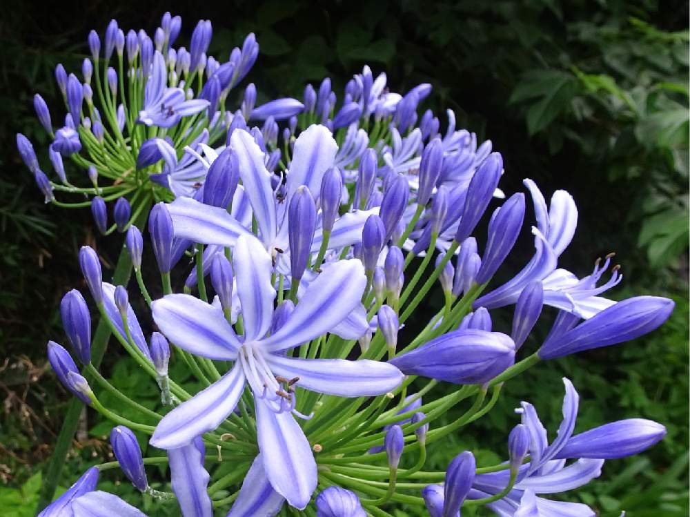 お出かけ先の画像 by trekkさん | お出かけ先とアガパンサスとムラサキクンシラン科と6月の花と山野草と夏のお花と多年草