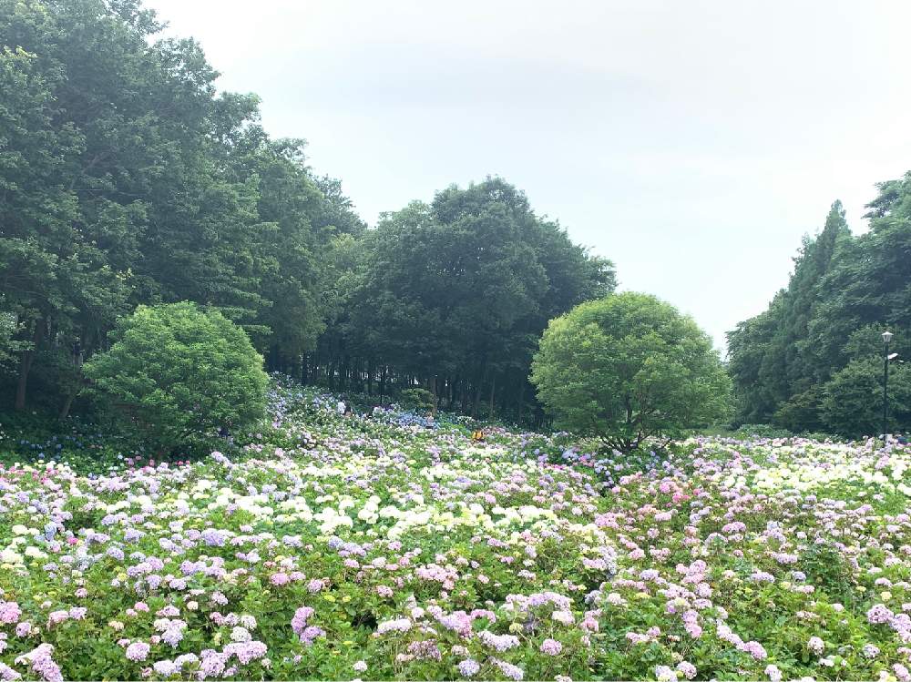 お出かけ先の画像 by 有限会社スリーフラワーさん | お出かけ先とアジサイと本庄市と前橋市と埼玉ンズ倶楽部と園芸店とGSのみなさんに感謝♡と荻窪公園と今日の一枚と美しいと今日の花と埼玉県とフラワーアレンジメントと花のある暮らしとかわいいとフラワーギフトと群馬県とスリーフラワー
