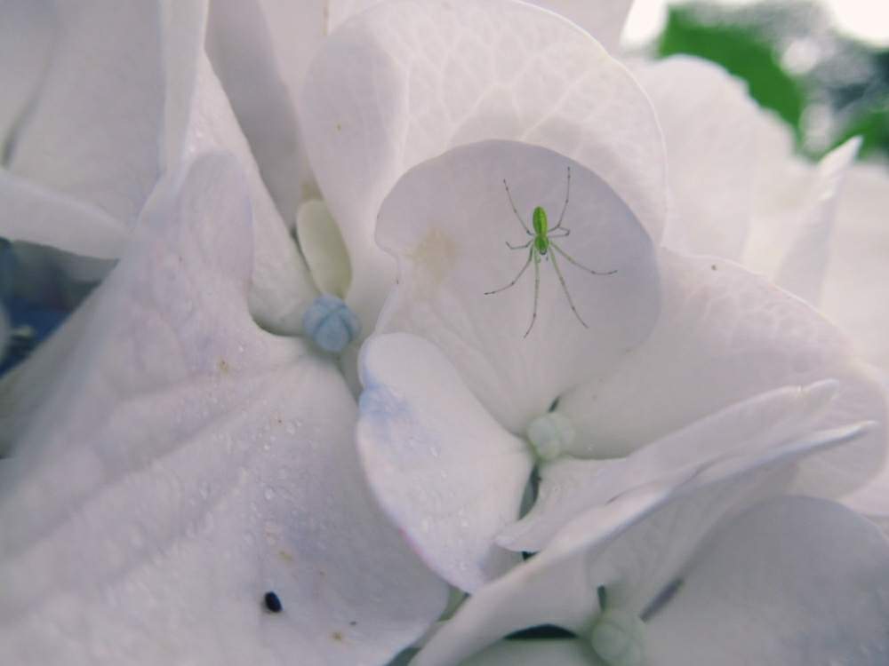 お出かけ先の画像 by ぽてめさん | お出かけ先と紫陽花 アジサイ あじさいとあじさい公園とデジカメ撮影