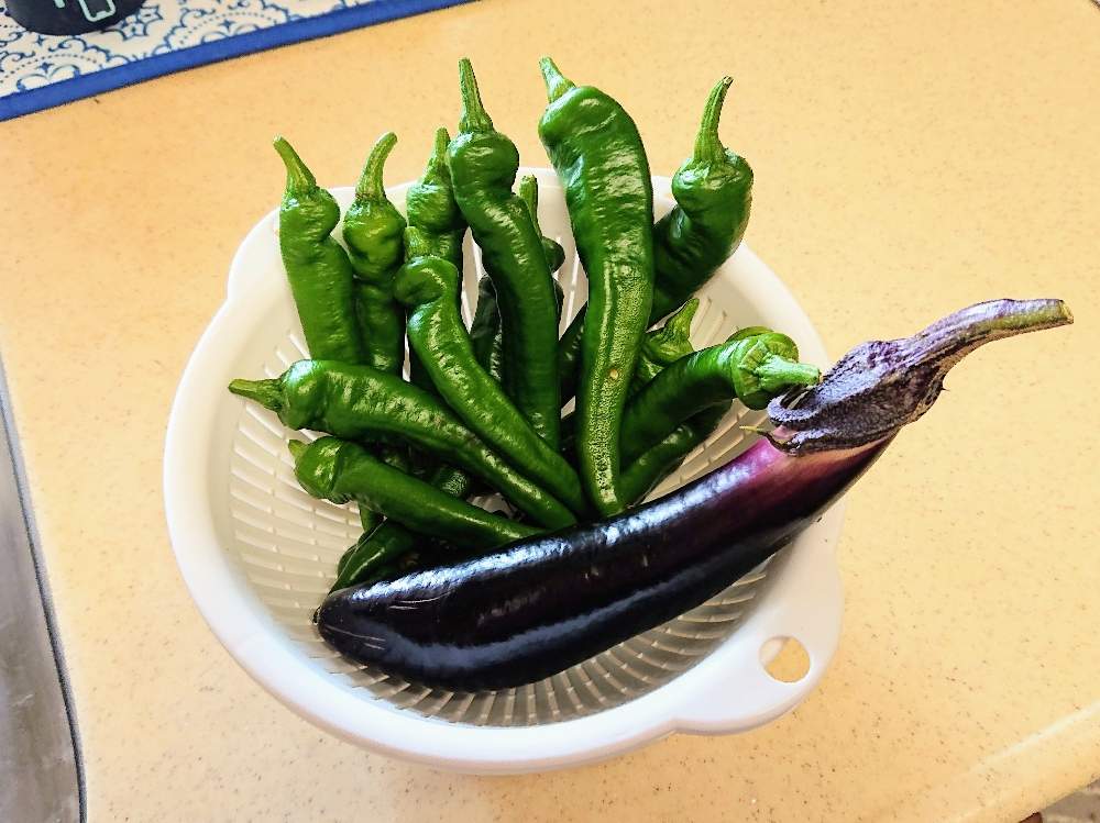 バルコニー/ベランダの画像 by あちゅさん | バルコニー/ベランダとプランター野菜とおうちde菜園と万願寺とうがらし❗️と茄子栽培と茄子 きゅうり ズッキーニ ピーマンと万願寺唐辛子☆ととうがらし・ブラックパール