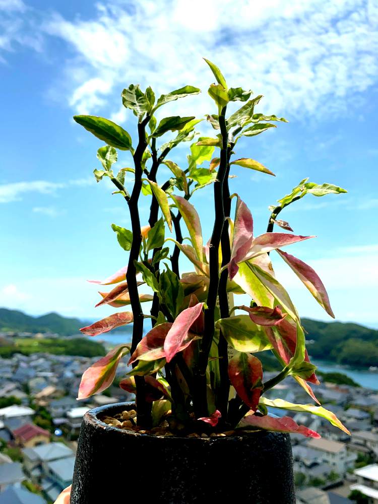 バルコニー/ベランダの画像 by 楓さん | バルコニー/ベランダとペディランサスとキラキラ✨とカラフルとグリーンのある暮らしとペディランサス属と癒しと元気!と植中毒と自由人と可愛い〜♡