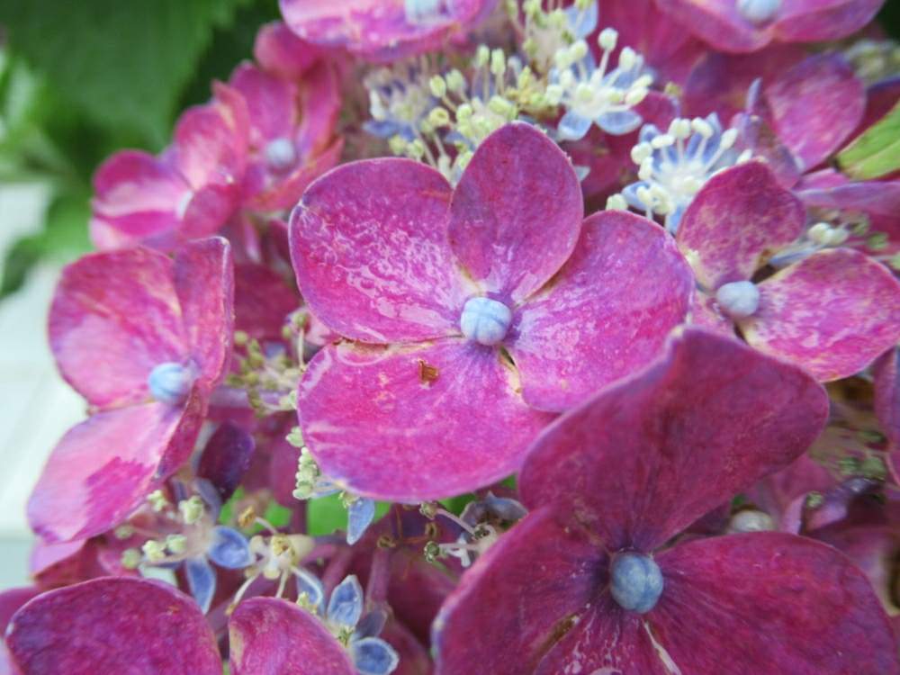 お出かけ先の画像 by ぽてめさん | お出かけ先と紫陽花 アジサイ あじさいとあじさい公園とデジカメ撮影