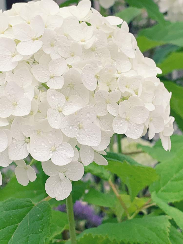 小さな庭の画像 by Flower✴︎さん | 小さな庭と素敵なお出迎え♡と華やかと紫陽花 アジサイ あじさいとアナベル 紫陽花と感謝♡ありがとう♡と花のある暮らしとかわいいと元気✨と癒し♡と可愛い♡