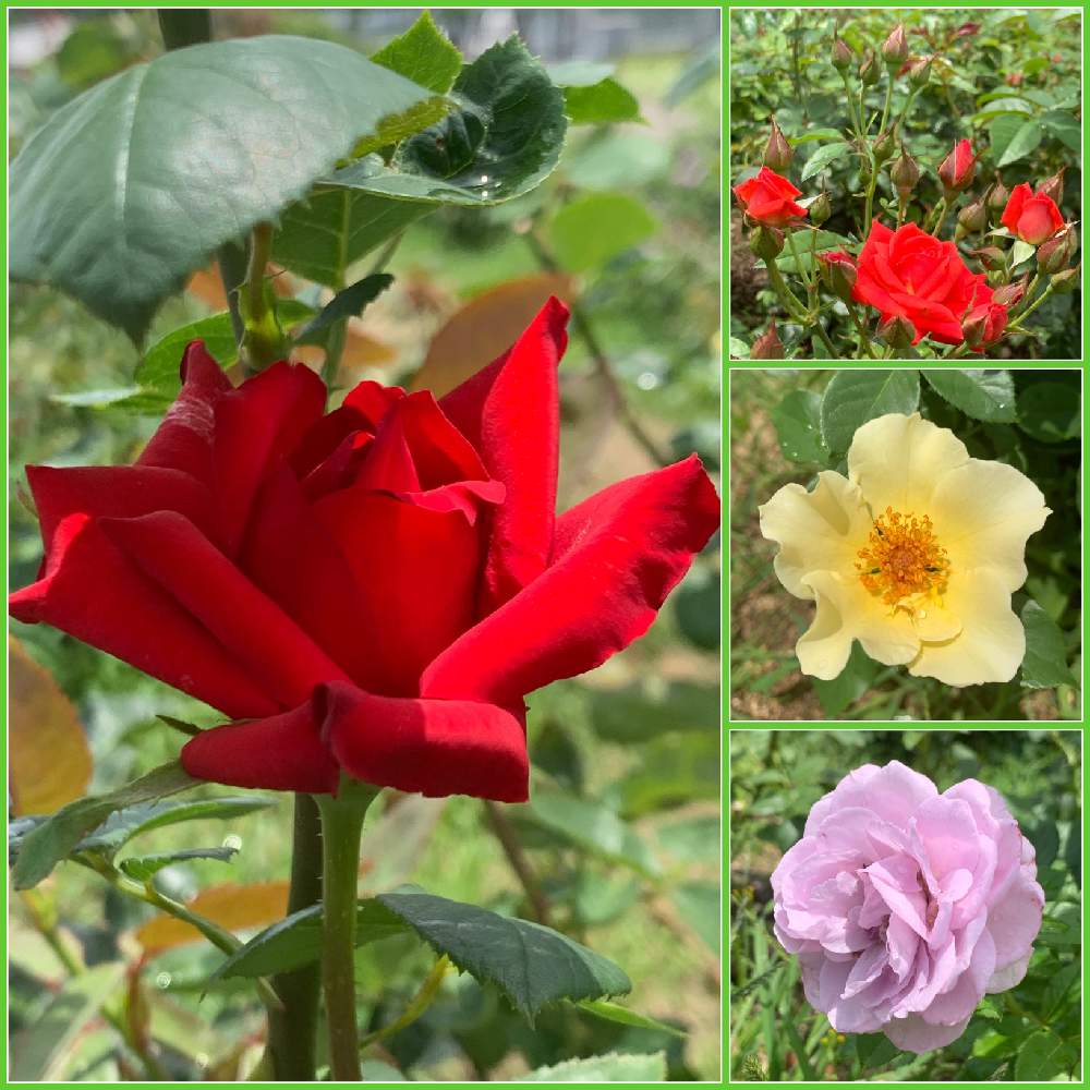 お出かけ先の画像 by Okavangoさん | お出かけ先とばら バラ 薔薇と薔薇愛同盟と夏が来た!かも?と大阪中之島バラ園と薔薇♪と夏・OSAKAと薔薇に魅せられてと1/100万本の薔薇