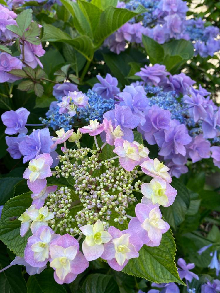 お出かけ先の画像 by さいたまさん | お出かけ先とアジサイと毎日、紫陽花と紫陽花が好き♡と紫陽花が大好き✨とイキイキ✨と小さい花の癒し✨と皆様に心から感謝 ♥︎♡♥︎と花びらの魅力✨と紫色の花に弱い。