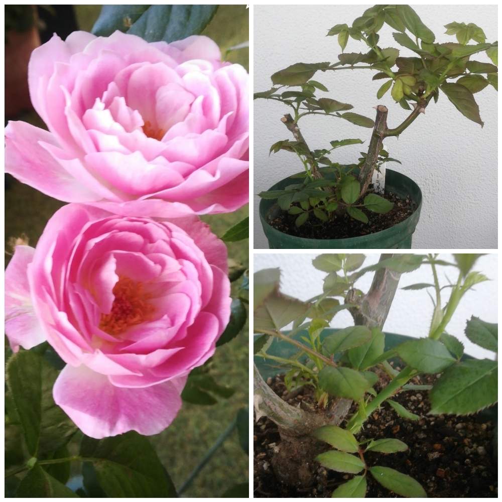 バルコニー/ベランダの画像 by るるさん | バルコニー/ベランダとバラ フィオーラとばら バラ 薔薇とおうち園芸と可愛いと花のある暮らしとバラ・ミニバラ